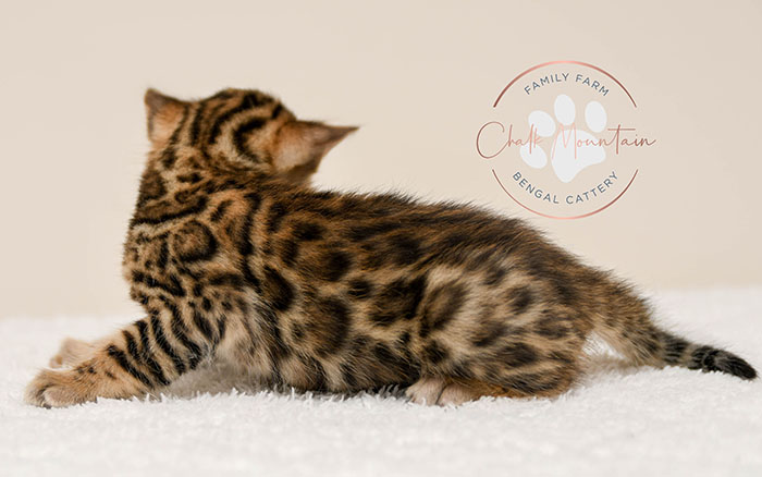 Bengal kitten for sale